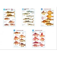 Плакаты ПРОФТЕХ "Океанические рыбы" (5 пл, винил, 70х100)