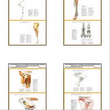 Плакаты ПРОФТЕХ "Топограф. анатомия. Круп. рог. скот. Таз и конеч." (28 пл, винил, 70х100)