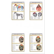 Плакаты ПРОФТЕХ "Топограф. анатомия. Лошадь. Туловище" (21 пл, винил, 70х100)