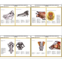 Плакаты ПРОФТЕХ "Топограф. анатомия. Свинья. Голова и шея" (11 пл, винил, 70х100)