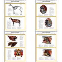 Плакаты ПРОФТЕХ "Топограф. анатомия. Овца, баран. Туловище" (11 пл, винил, 70х100)