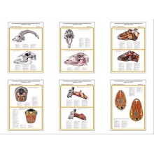 Плакаты ПРОФТЕХ "Топограф. анатомия. Коза. Голова и шея" (6 пл, винил, 70х100)