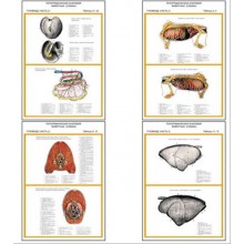 Плакаты ПРОФТЕХ "Топограф. анатомия. Собака. Туловище" (11 пл, винил, 70х100)