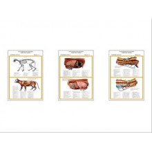 Плакаты ПРОФТЕХ "Топограф. анатомия. Кошка. Туловище " (3 пл, винил, 70х100)