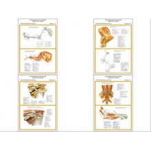 Плакаты ПРОФТЕХ "Топограф. анатомия. Кошка. Таз и конеч." (4 пл, винил, 70х100)
