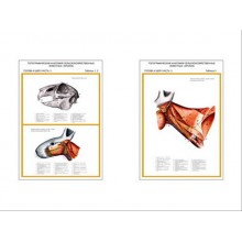 Плакаты ПРОФТЕХ "Топограф. анатомия. Кролик. Голова и шея" (2 пл, винил, 70х100)
