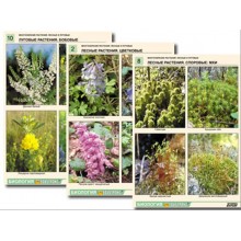Комплект таблиц по ботанике раздат. "Многообразие растений. Лесные и луговые" (16 шт., А4, лам)