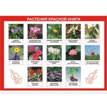 Таблица демонстрационная "Растения Красной книги" (винил 70х100)